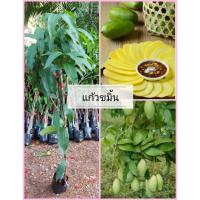 ราคา ต้นมะม่วงแก้วขมิ้นสูงประมาณ 70 - 90 ซม. กิ่งทาบ พร้อมปลูก (8862252654)