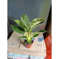 ราคา ฟิโรเรนดอนเบอร์กิ้น(Philodendron Birkin) (14100792064)