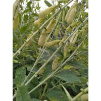 ราคา ต้นกล้ารางจืดต้น ดอกสีเหลือง ต้นกล้าละ 29 บาท ซื้อ 10แถม 2 กล้า (23255347584)