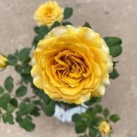 ราคา กุหลาบ โกลด์เด้นมัสตาร์ด (ส่งติดดอก) ดอกสีเหลืองทอง สวยหรู กุหลาบพุ่มเลี้ยงง่าย แบบถุง ต้นกุหลาบ ดอกกุหลาบแนววินเทจ (24169937477)