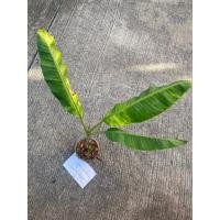 ราคา ต้นกล้วยเล็บมือนางด่างบางกรวย ต้นที่ส่ง คือ ต้นในรูป (28441105599)