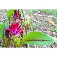 ราคา ต้นดอกกระเจียวแดง/ได้10ต้น/แถมฟรี1ต้น/กระเจียวกินดอก/ต้นพันธุ์ (6792745029)