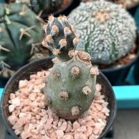 ราคา Tephrocactus Molinensisไข่ปลาหมึก,แคคตัส (27607222088)