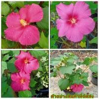 ราคา (ขาย ต้นพันธุ์) ต้น ดอก พุดตานไต้หวัน พูด เบนซ์ (7065902327)