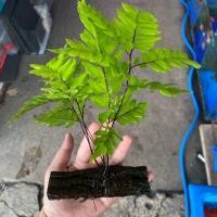 ราคา เฟิร์นก้านดำ ไม้น้ำ พรรณน้ำ ใส่ตู้ปลา ตกแต่งตู้ปลา (28486461703)