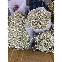 ราคา ดอกยิปโซสดหรือแห้งดอกไม้แห้ง (12893427414)