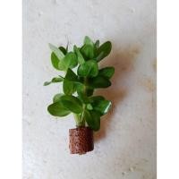 ราคา ต้นไม้น้ำปาป้าแดงหรือลานไพลินพืชไม้น้ำสวยงามสำหรับตู้ปลาเล็กอ่างปลาน้อยหรือโหลปลากัดก็ได้ (49604281245)