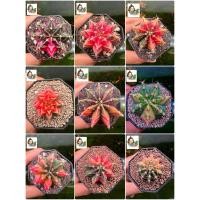 ราคา แคคตัส ยิมโนด่าง หัวสีสวย (24358492472)
