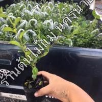 ราคา ต้นชาฮกเกี้ยน (10 ฟรี 1) ขั้นต่ำ 10 ต้น ต้นชาดัด ชาฮกเกี้ยน กรุณาอ่านรายละเอียดเพิ่มเติม (3532393712)