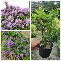 ราคา (1ต้น) ต้น ม่วงเจริญ หรือ หลินซาน ต้นม่วงเจริญ ต้นหลินซาน / นาวิน (23340312169)