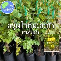 ราคา องุ่นไวท์มะละกา (ตอขุดล้อม) พันธุ์แท้100% (17627127361)