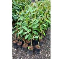 ราคา ต้นทุเรียนชะนีไข่เสียบยอด ปี 68 (28537585168)