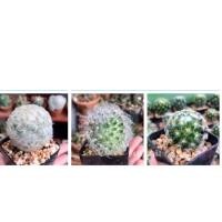 ราคา แมมขนนกเหลือง แมมขนนกขาว แมมขนแมว 3 ต้น 100 (11719635526)