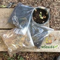 ราคา ดินปลูกต้นไม้ ดินพร้อมปลูก ดินหมักใบก้ามปู ดินหมักขุยมะพร้าว บรรจุในถุงซิปล๊อก ปริมาตร1 ลิตร (น้ำหนักประมาณ1กก.) (7446895427)