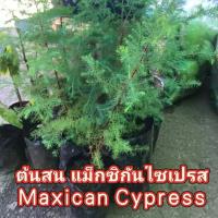 ราคา ต้นสนแม็กซิกันไซเปรส Maxican Cypress ต้นเพาะเมล็ด แข็งแรง (40952198320)