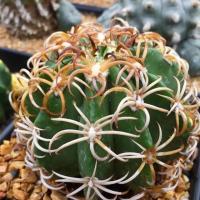 ราคา melocactus unguispinus crisnejas/เมโลหนามแมงมุม (7639418489)