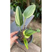 ราคา ต้นรวยล้นฟ้าด่าง เพชรฉลูกัณฑ์ (8566636370)