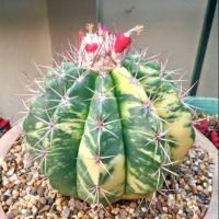 ราคา เมล็ดเมโลแคคตัสด่างmelocactus variegataชุดละ 100 เมล็ดเริ่มเก็บเมล็ดวันที่ 16-19ต.ค 63 (6457883539)