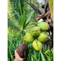 ราคา สินค้าขายดีต้นพันธุ์มะพร้าวน้ำหอมกะทิต้นเตี้ย เปอร์เซ็นกะทิสูง ไซส์50 เซน✅️✅️ (40704969750)