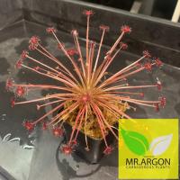 ราคา หยาดน้ำค้าง (Drosera) หลากหลายสายพันธุ์พืชกินแมลง 'Sundew' (13266475228)