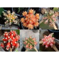 ราคา ลดราคา แคคตัส ยิมโนด่าง ยิมโนด่างกราฟ (2977621448)