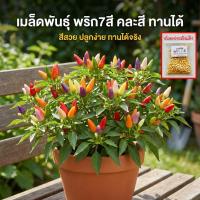 ราคา เมล็ดพันธุ์พริกเจ็ดสี พริกสายรุ้ง ประดับได้ ทานได้เผ็ดมาก 30-70 เมล็ด ผลดก เก็บขายไว (ซื้อ 10 แถม 1 ) (40828547361)
