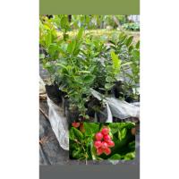 ราคา ต้นมะม่วงหาวมะนาวโห่ไทย มะม่วงไม่รู้หาวมะนาวไม่รู้โห่ เพาะเมล็ด ชำลงถุง สูง 15 cm ขึ้นไป (27343813220)