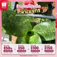 ราคา ต้นลิ้นมังกร ( SANSEVIERIA TRIFASCIATA ) ลิ้นมังกร ต้นไม้ฟอกอากาศ ต้นไม้มงคล ต้นไม้ฟอกอาก (9051435288)