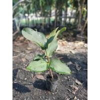 ราคา กิ่งพันธุ์ชมพู่ยักษ์ไต้หวัน (50105277412)