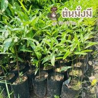 ราคา ต้นมั่งมี ต้นสวย แข็งแรง ส่งไว (16339757381)