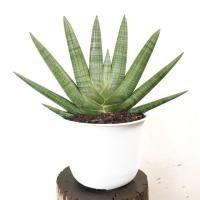 ราคา งาช้างแคระบอลเซล ต้นใหญ่ (3743314779)