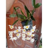 ราคา กล้วยไม้เอื้องมัจฉาป่าขายต้นในกระถางตามรูปปก (25463830412)