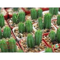 ราคา แคคตัส กระบองเพชร ไม้เล็ก Euphorbia Fruticosa (288265073)