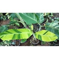 ราคา กล้วยเทพพนม(ต้นเขียวแม่ด่าง) (22551118292)