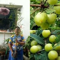 ราคา #มะขามป้อมยักษ์อินเดีย (ทวาย) #มะขามป้อมแป้นสยาม (ทวาย) (7410060427)