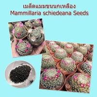 ราคา ** 1 แถม 1 **เมล็ดแมมขนนกเหลือง mix แคคตัส Mammillaria Schiedeana 30++ เมล็ด (23151938930)