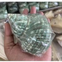 ราคา 1 ตัว เปลือกหอยโข่งเขียว ขนาด 9-10 CMเปลือกหอยแท้ (4974905653)