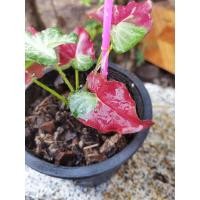 ราคา บอนสีชายชล ชายชลป้ายเทพ (11351124808)