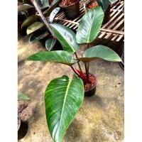 ราคา Philodendron Rojo Congo / Philodendron Red Congo ฟิโลเดนดรอน เรด คองโก ต้นโรยโชค / เศรษฐีรวยทรัพย์ ไม้ประดับ ไม้มงคล (28290274772)