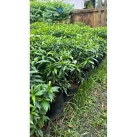 ราคา ต้นดอกพุดศุภโชคดอกสีขาว (57650111050)