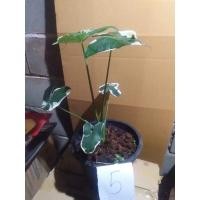 ราคา ต้นถุงเงินถุงทอง 5 ใบ (13214385213)