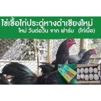 ราคา ไข่เชื้อ ไก่ประดู่หางดำ เชียงใหม่แท้ ไข่นำไปฟัก ไก่เนื้อ (13774279846)