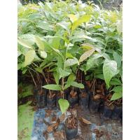 ราคา ต้นพันธุ์ ตะแบกดอกขาว ตะแบกขาว ถุงดำพร้อมปลูก 49บาท เสลาหัวหมด ลักษณะเด่นคือมีดอกสีขาว นิยมปลูกเป็นไม้ประดับ (42270547088)