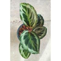 ราคา ต้นคล้านกยูง Calathea roseopicta (25585753043)