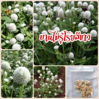 ราคา ดอกบานไม่รู้โรยสีขาว 70 เมล็ด (13167874895)