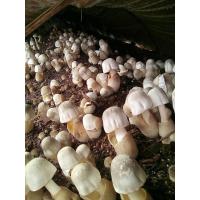 ราคา เชื้อเห็ดฟาง พร้อมเพาะ (พร้อมส่ง) (5018971601)