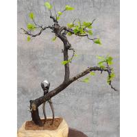 ราคา ตะโก ความสูงต้น 40 ซม. (28416818374)