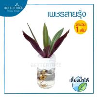 ราคา ต้นเพชรสายรุ้ง เลี้ยงน้ำได้ (จำนวน 1 ต้น) ต้นไม้ฟอกอากาศ ต้นไม้ ต้นไม้ประดับ (23575806523)