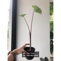 ราคา Colocasia Lemon Lime Gecko (12251613295)