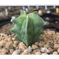 ราคา แคคตัส แอสโตรไฟตัม มายริโอกิ๊กโกะ (5155704462)
